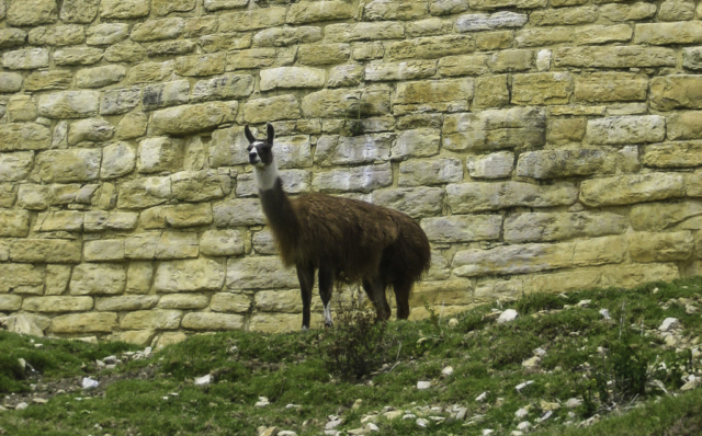 A Llama outside Chachapoyas